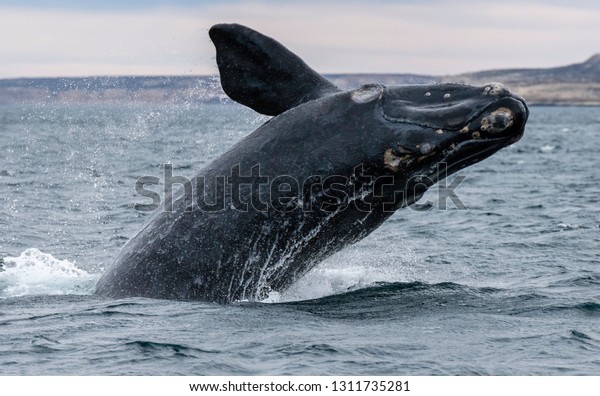 Southern right whale breaching in the Nuevo\
Gulf, Valdes Peninsula,\
Argentina.