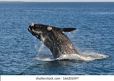 southern right whale breaching