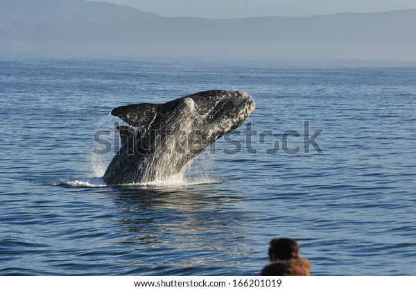 ウォーカー湾 ヘルマヌス 南アフリカの南右のクジラのブリーチング の写真素材 今すぐ編集