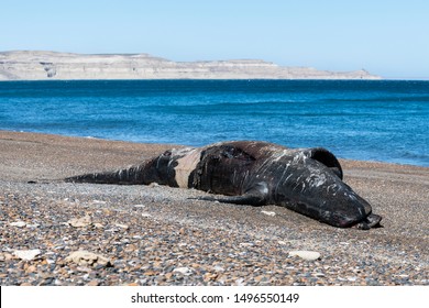 Southern Right Whale calf, Eubalaena australis, carcass, Nuevo Gulf, Valdes Peninsula, Argentina.