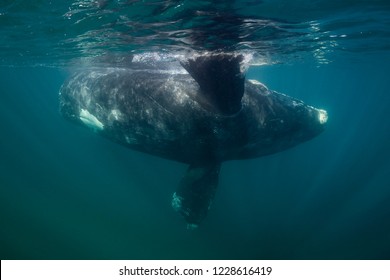 Southern right whale calf, Valdes Peninsula, Argentina.