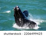 Southern right whale (Eubalaena australis) calf breaching showing callosities. Hermanus, Whale Coast, Overberg, Western Cape, South Africa.