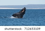 Southern Right Whale jump  Salto Ballena Franca Austral