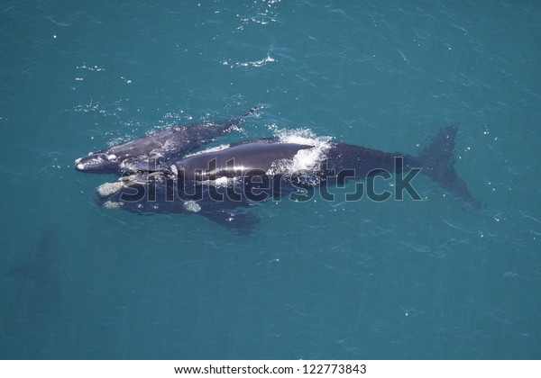Southern right\
whale mother calf, South\
Africa