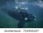 Southern right whale mother and her small calf, Valdes Peninsula, Patagonia, Argentina.