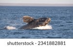 southern right whale  at Patagonia