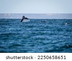 southern right whale, sightings, behavior and calves in puerto madryn city