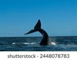 Southern Right whale tail , Peninsula Valdes Patagonia , Argentina