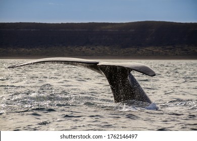 A southern right whale tail in Peninsula Valdes, Atlantic Oceans. Argentina.