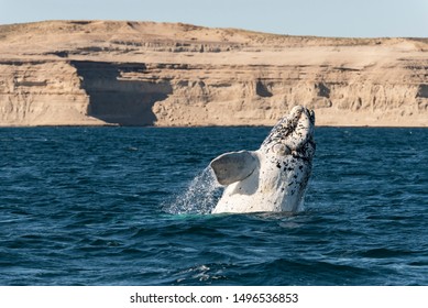 Southern Right Whale,Eubalaena australis, breaching, Nuevo Gulf, Valdes Peninsula, Argentina.