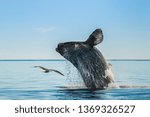 Southern right whale,jumping behavior, Puerto Madryn, Patagonia,Argentina