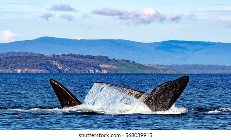 Southern Right Whales