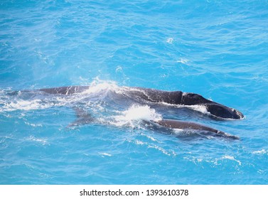 
Southern Right Whales At Great Australian Bight Marine Park