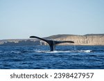 Southern right whales near Valdés peninsula. Behavior of right whales on surface. Marine life near Argentina coast. 