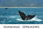 Southern right whales off the coast of South Africa. The Hermanus Whale Festival starts today.