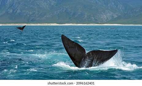 Southern Right Whales Off The Coast Of South Africa. The Hermanus Whale Festival Starts Today.