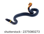 Southern ring necked or ringneck snake - Diadophis punctatus punctatus - defense posture of curling up their tail exposing bright red orange posterior, ventral surface isolated on white background