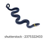 Southern ring necked or ringneck snake - Diadophis punctatus punctatus - top dorsal view body loops crawling slithering side view of head eye and yellow neck band isolated on white background