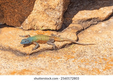 Southern Rock Agama Lizard Basking in the Rocks in Matobo National Park in Zimbabwe - Powered by Shutterstock