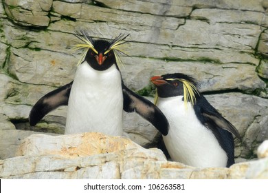 The Southern Rockhopper Penguin