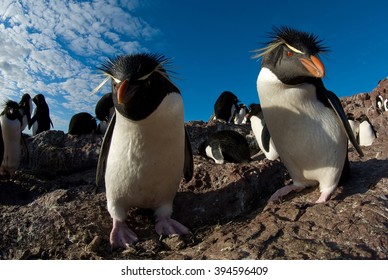 Southern Rockhopper Penguin