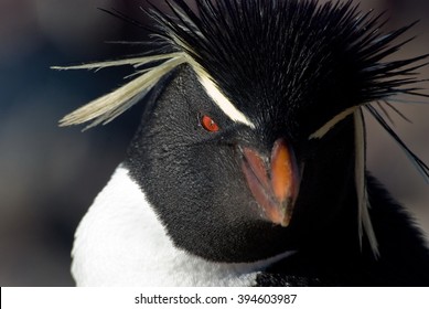 Southern Rockhopper Penguin