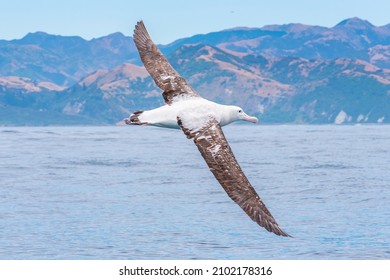 Southern royal albatross in flight near Kaikoura, New Zealand