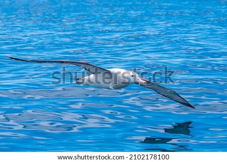 Southern royal albatross in flight near Kaikoura, New Zealand