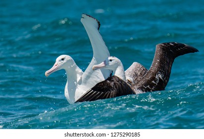 A Southern Royal Albatross Pair 