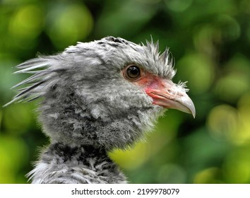 The Southern Screamer, Also Known As The Crested Screamer, Belongs To The Order Anseriformes