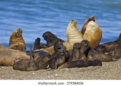 Southern Sea Lion colony, peninsula Valdes, Argentina