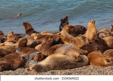 Southern Sea Lion Is A Species Of Sea Lion Of Otariidae Family Found In South America