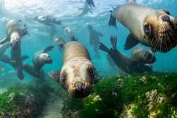 Southern Sea Lions In Shallow Water At A Colony, Nuevo Gulf, Valdes Peninsula, Argentina