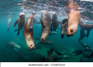 Southern sea lions in shallow water at a colony, Nuevo Gulf, Valdes Peninsula, Argentina