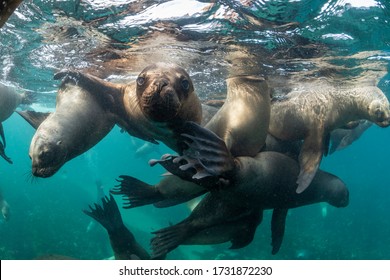 Southern sea lions in shallow water at a colony, Nuevo Gulf, Valdes Peninsula, Argentina - Shutterstock ID 1731872230