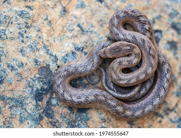 Southern Smooth Snake Coronella Girondica Environment Stock Photo ...