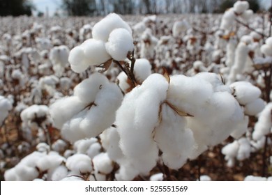 Southern Snow/Cotton