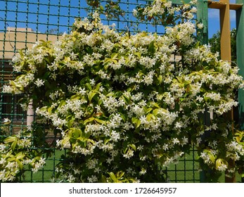 Southern Or Star Jasmine, Or Trachelospermum, Or Rhynchospermum Jasminoides Covering A Fence