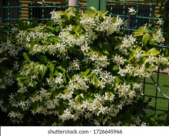 Southern Or Star Jasmine, Or Trachelospermum, Or Rhynchospermum Jasminoides
Covering A Fence