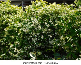 85 Rhynchospermum jasminoide Images, Stock Photos & Vectors | Shutterstock