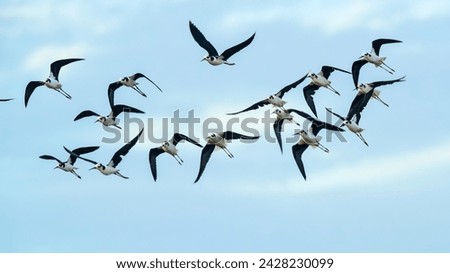 Similar – Barn swallows, young and adult birds