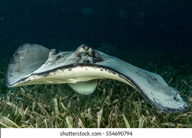 Southern Stingray