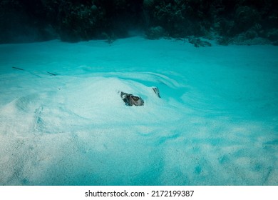 Southern Stingray Buried At The Bottom Of The Ocean Floor At Little Cayman Island In The Caribbean.