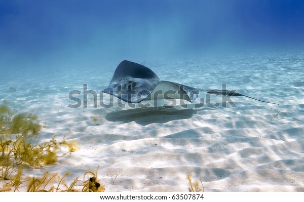  Southern stingray glides\
stealthily along the sandy sea bottom at Stingray City, Grand\
Cayman.