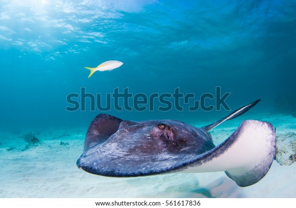 A southern stingray glides through the shallow blue\
waters of the north sound in Grand Cayman. The scuba diver who shot\
the image was at the popular underwater tourist attraction Stingray\
City