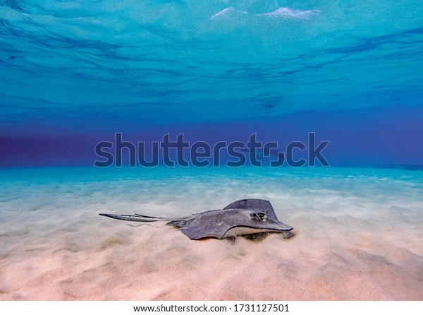 Southern stingray (Hypanus americanus), Stingray\
City, Grand Cayman, Cayman\
Islands