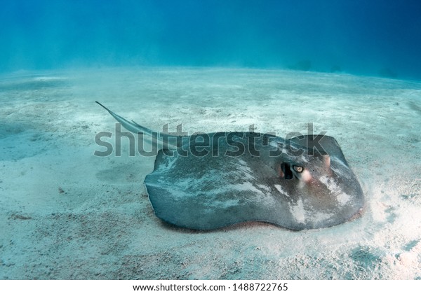 A Southern Stingray stirs up the sand by flapping\
its fins and forcing streams of water out of its mouth in search of\
bivalves, worms, and other prey buried in the sand of the Turks and\
Caicos islands