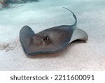 Southern Stingray in the Tropical Western Atlantic
