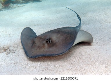 Southern Stingray in the Tropical Western Atlantic - Shutterstock ID 2211600091