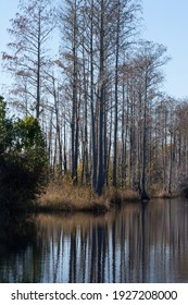 Southern Swamp With Handing Spanish Moss